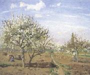 Orchard in  Bloom,Louveciennes (nn02)